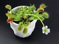Blooming Venus flytrap, Dionaea muscipula, in pot on black slate background, Carnivorous plant with white flower Royalty Free Stock Photo