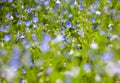 Blooming veronica in the green meadow