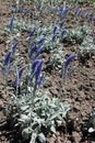 Blooming Veronica incana with lavender-colored spikes