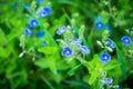 Blooming Veronica Officinalis flower