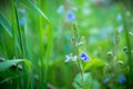 Blooming Veronica Officinalis flower