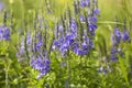 Blooming veronica in summer on field on a sunny day