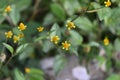 Blooming very small yellow flower heads of a Galinsoga genus wild plant, view from above Royalty Free Stock Photo