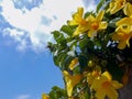 Blooming Vibrant Yellow Allamanda Flowers Royalty Free Stock Photo