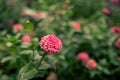 Blooming vibrant zinnia in the garden.