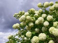 Blooming bush of viburnum Boulle-de-neig. Royalty Free Stock Photo