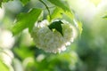 Blooming viburnum buldenezh, white flowers
