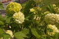 Blooming viburnum buldenezh, white flowers close-up outdoors