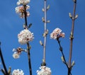 Blooming viburnum Farreri on blue sky background.