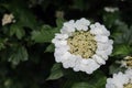 blooming of viburnum shrub in beggining of summer