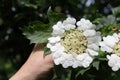 blooming of viburnum shrub in beggining of summer