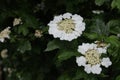 blooming of viburnum shrub in beggining of summer