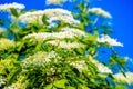 viburnum in the spring garden