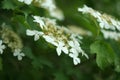 Blooming viburnum tree