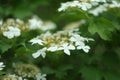 Blooming viburnum tree