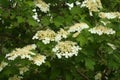 Blooming viburnum tree