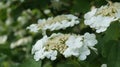 Blooming viburnum. White viburnum flowers. Guelder rose.