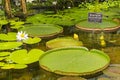 Blooming Victoria amazonica Royalty Free Stock Photo