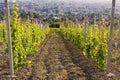 Blooming vineyard on the hill with city on horizon, near Jaslo in Podkarpacie, Poland