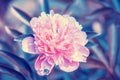 Blooming vintage peony flower