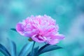 Blooming vintage peony flower in the garden