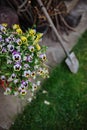 Blooming violas in summer garden with shovel on background