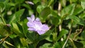 Blooming violet in april