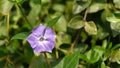 Blooming violet in april