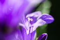 Blooming violet bellflowers in spring.