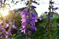 Blooming violet bellflowers on sunset. Beautiful flowers in summer garden