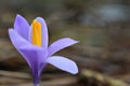 Blooming violet crocus Royalty Free Stock Photo