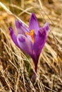 Blooming violet crocuses in mountains.