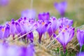 Blooming violet crocuses Royalty Free Stock Photo