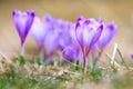 Blooming violet crocuses Royalty Free Stock Photo