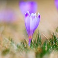 Blooming violet crocuses Royalty Free Stock Photo