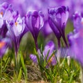 Blooming violet crocuses, spring flower Royalty Free Stock Photo