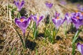 Blooming violet crocuses in Tatra Mountains Royalty Free Stock Photo