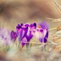 Blooming violet crocuses Royalty Free Stock Photo