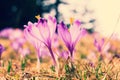 Blooming violet crocuses Royalty Free Stock Photo
