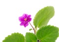 Blooming violet cultivar Sun Sizzle
