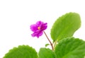 Blooming violet cultivar Sun Sizzle