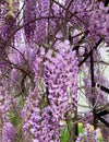 Blooming violet flowers of Chinese wisteria. Purple wisteria tree.