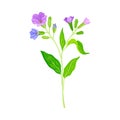 Blooming Violet Flowers of Lungwort Plant Growing on Green Stem with Pointed Leaves Vector Illustration