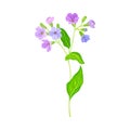 Blooming Violet Flowers of Lungwort Plant Growing on Green Stem with Pointed Leaves Vector Illustration