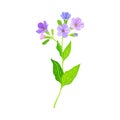 Blooming Violet Flowers of Lungwort Plant Growing on Green Stem with Pointed Leaves Vector Illustration