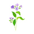 Blooming Violet Flowers of Lungwort Plant Growing on Green Stem with Pointed Leaves Vector Illustration