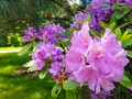 Blooming violet flowers Rhododendron close-up in the botanical garden. Beautiful background