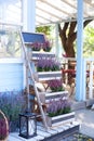 Blooming violet heather Calluna vulgaris in pot on verande. Flower shop. Decor spring garden. Decorative garden flowering plants o Royalty Free Stock Photo