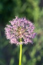 Blooming violet onion plant in garden. Flower decorative onion. Close-up of violet onions flowers on summer field.. Violet allium Royalty Free Stock Photo
