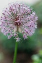 Blooming violet onion plant in garden. Flower decorative onion. Close-up of violet onions flowers on summer field.. Violet allium Royalty Free Stock Photo